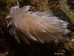 First time in colder water for me, 42 farenheit, but thes... by Maria Munn 